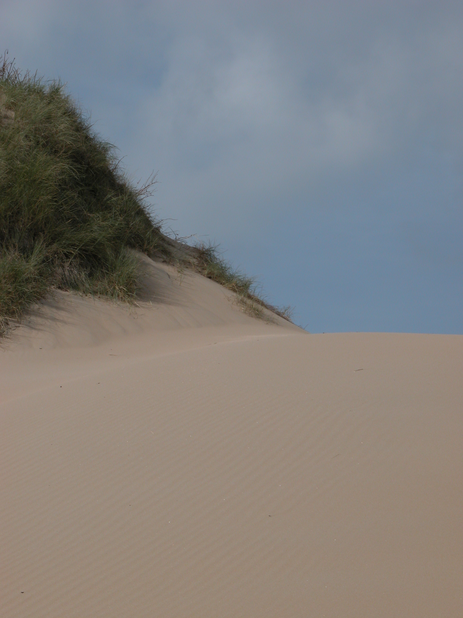 helm grass beach sand
