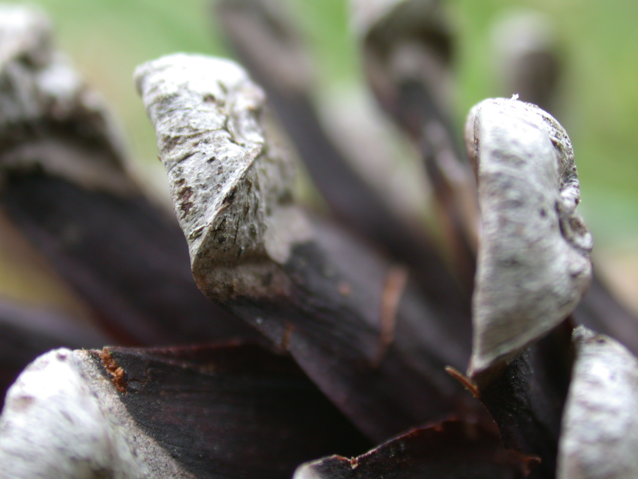 plant closeup claws seads black talons
