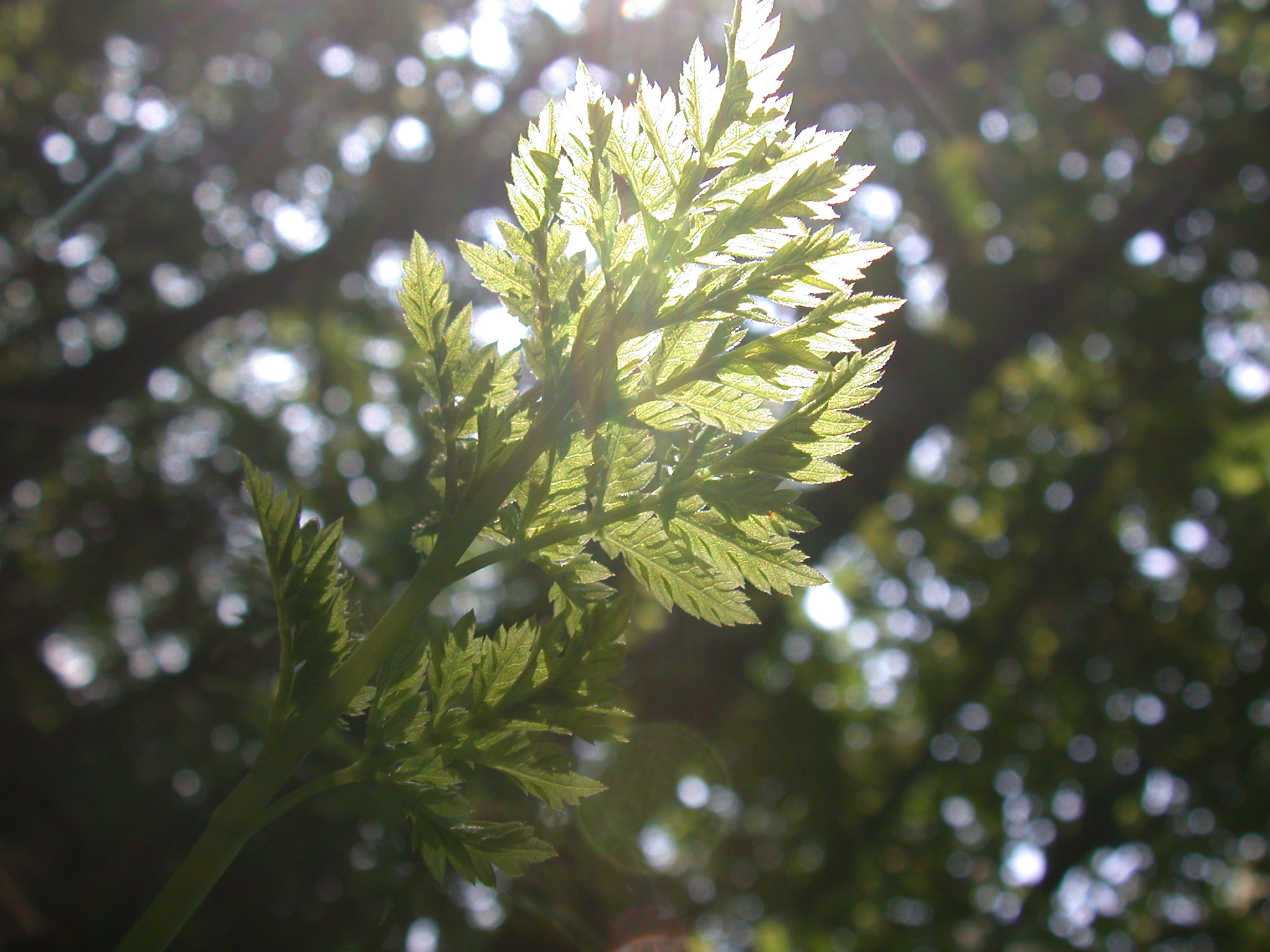 leaf plant in sun sunlight beams lensflare summer spring sunny