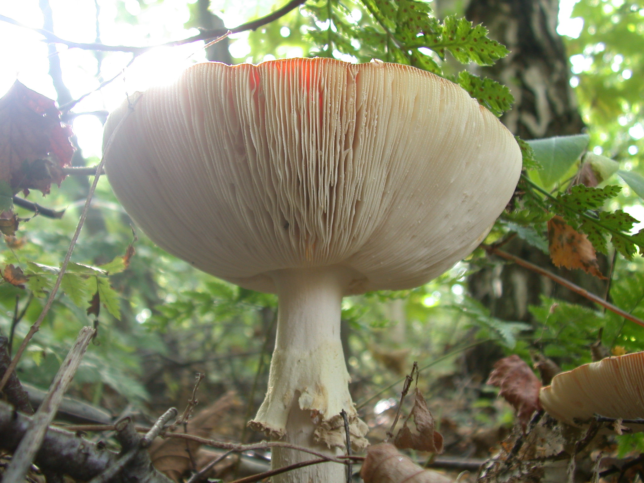 toadstool mushroom white spores forest royalty-free