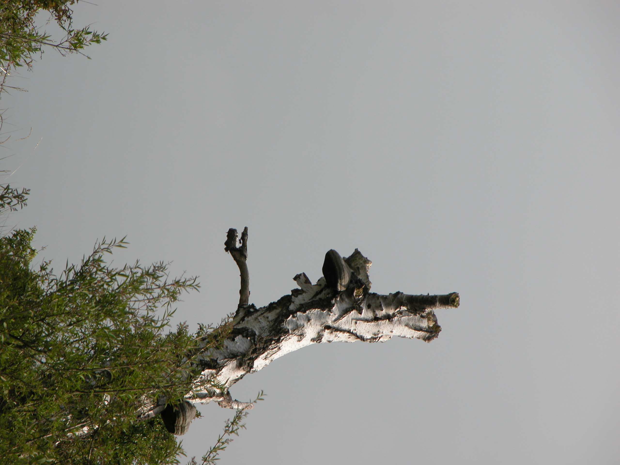 birch tree toadstool sky