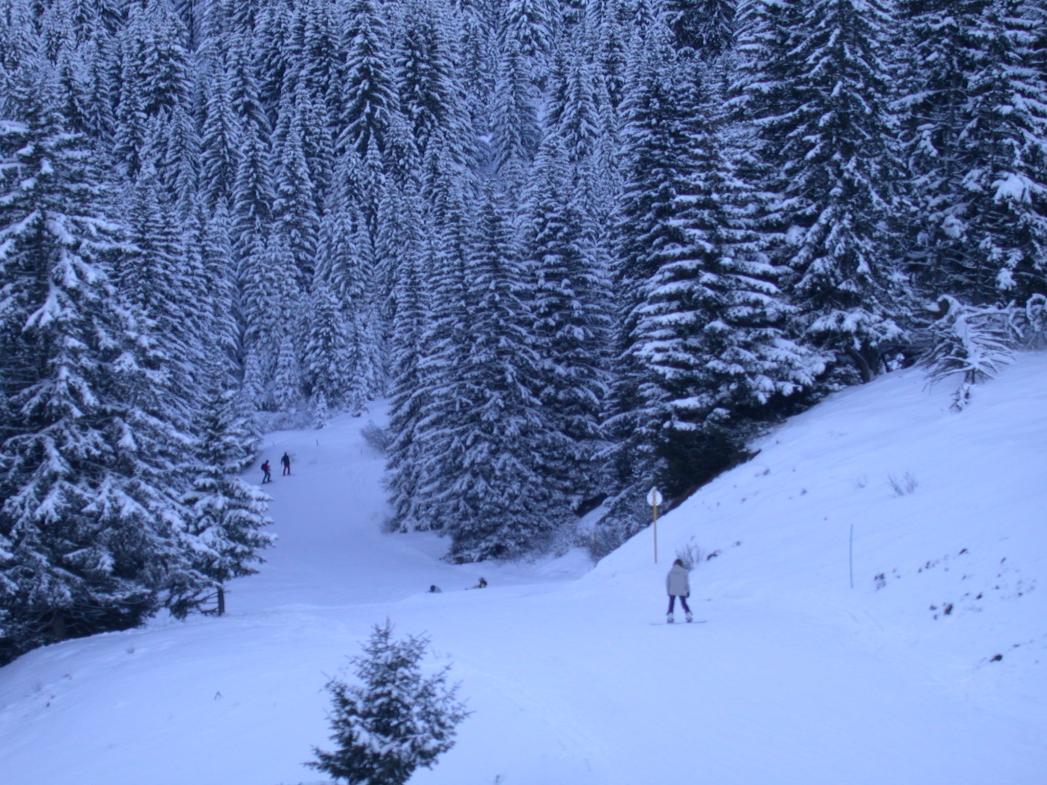 sports wintersports slope skislope slopes winter snow skiing ski trees ferntree pinetrees nature landscapes