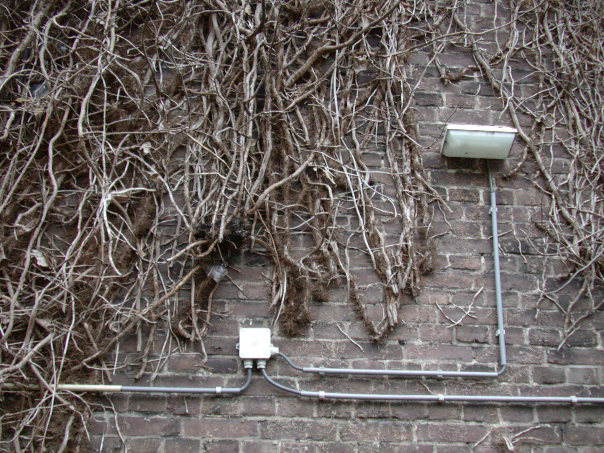 branches dead poison ivy wall bricks