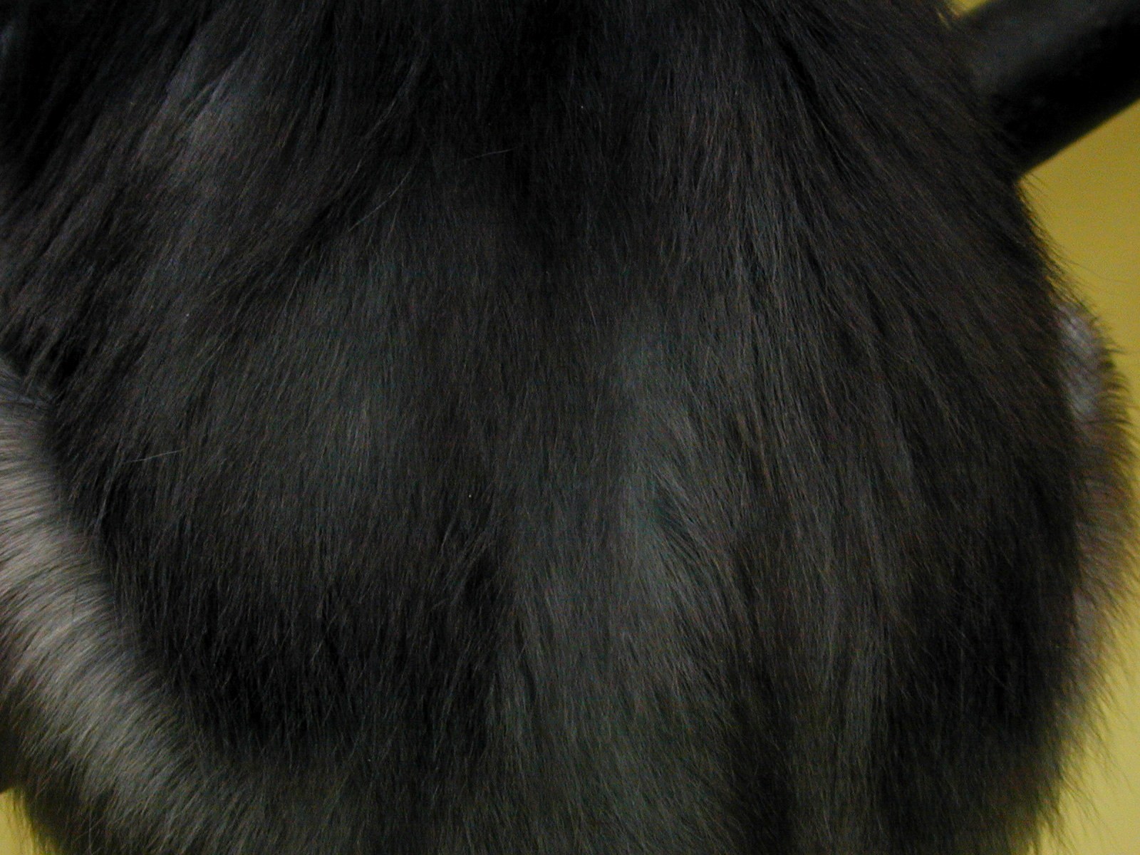 Image*After : textures : rabbit fur coat fluffy