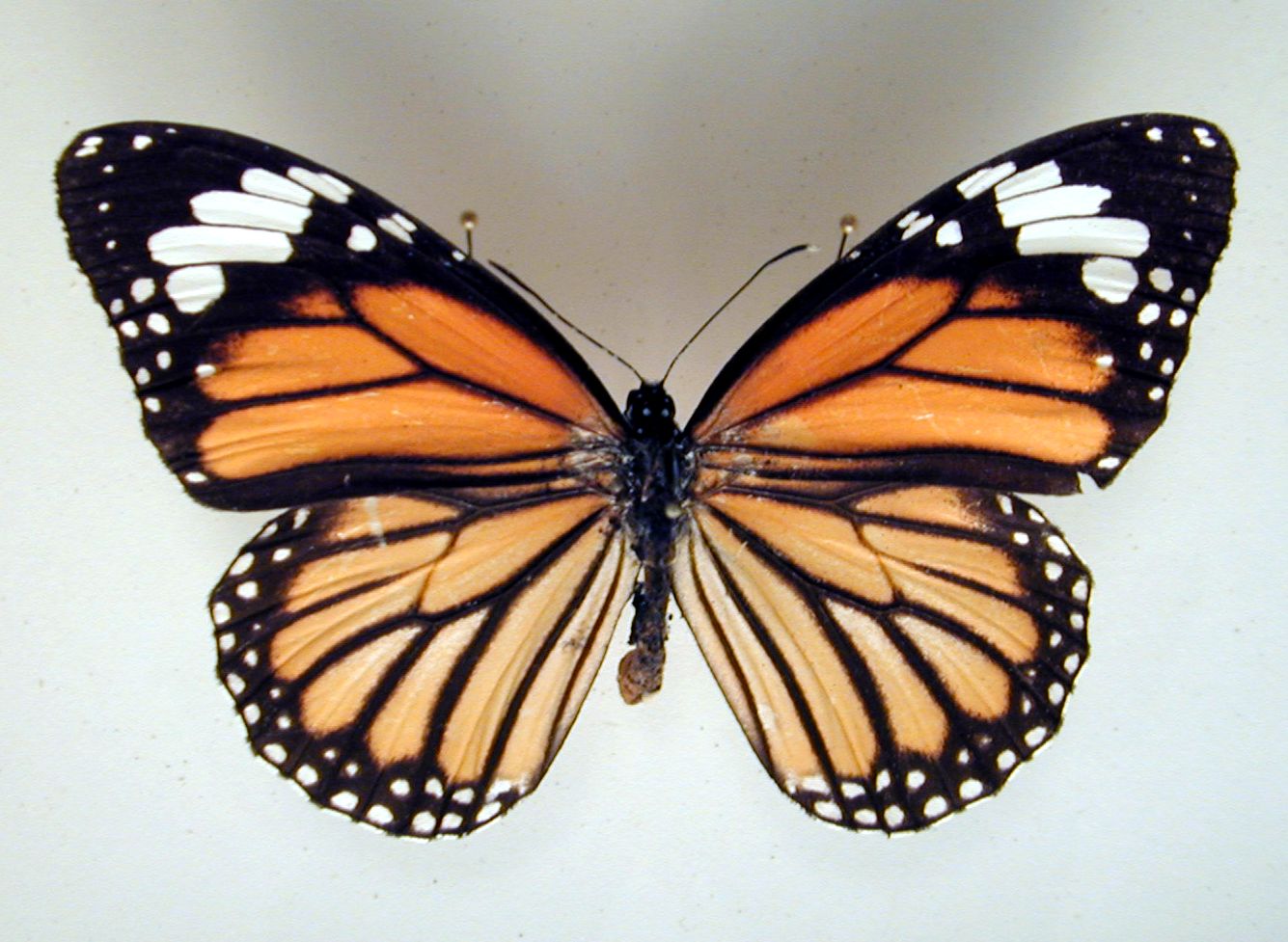 butterfly insect wing wings orange black white dot dotted dots vein top