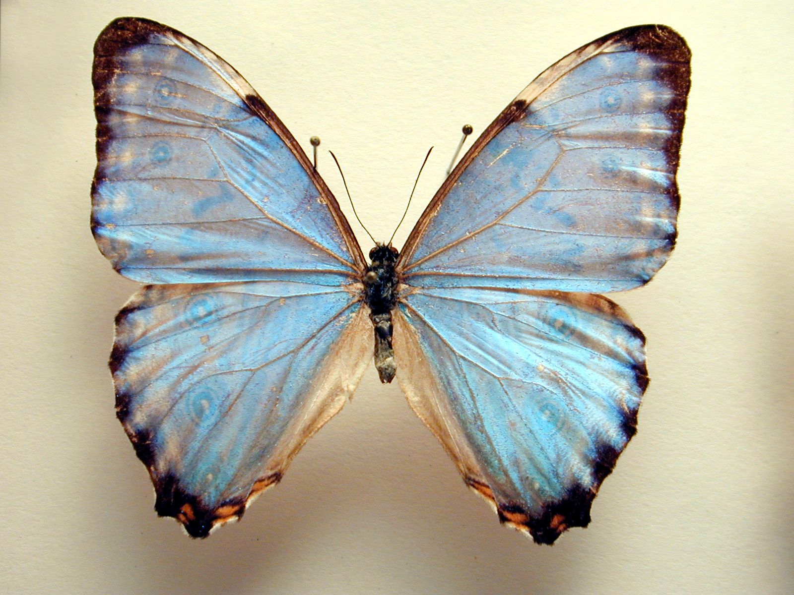 butterfly insect wing color light-blue aqua vein collection pin needle top paper white