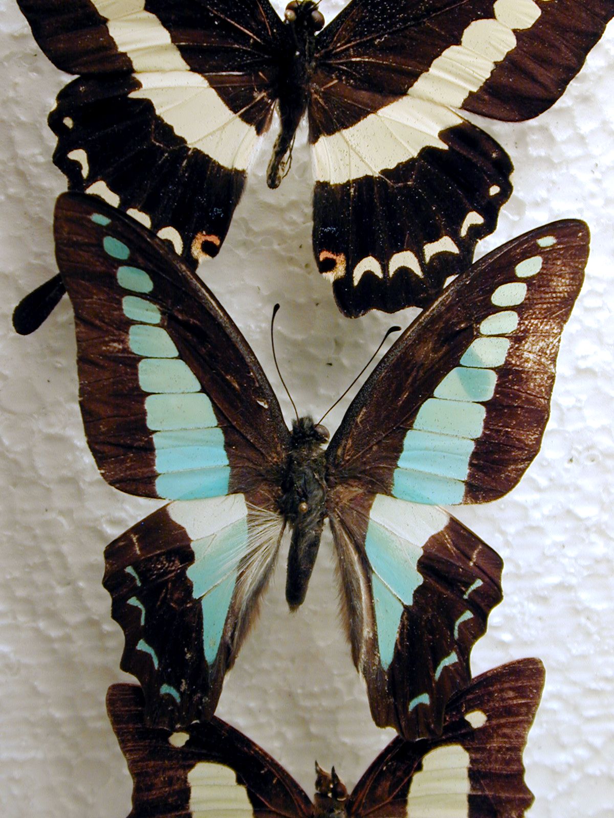 butterfly butterflies insect insects blue aqua white black hair hairy top wing wings vein collection texture