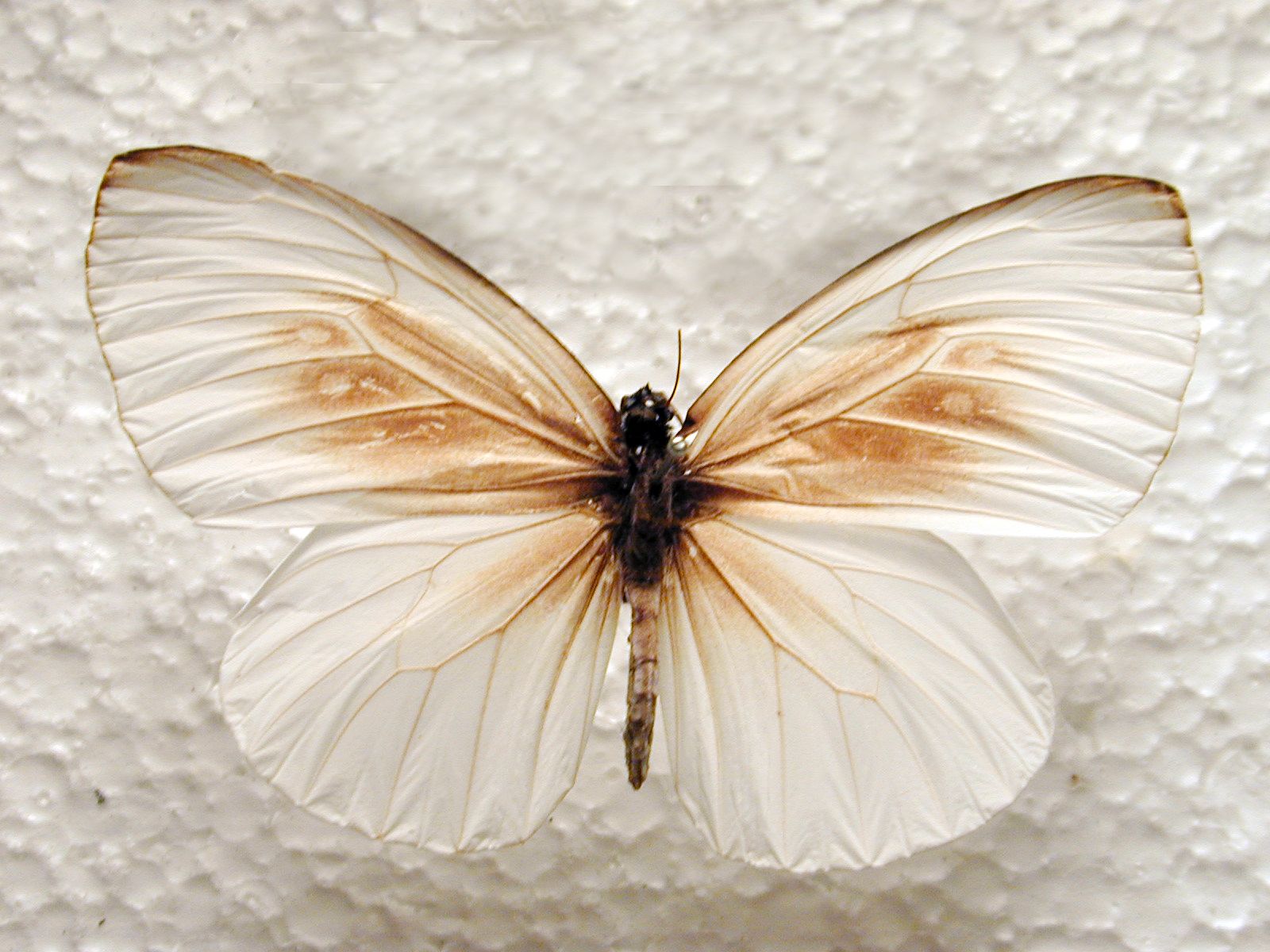 white plastic butterfly insect wing wings vein brown top