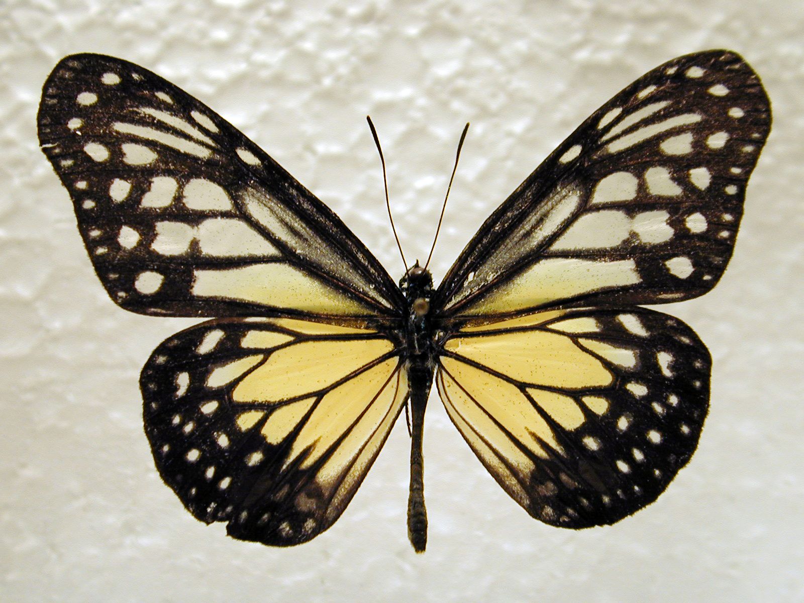 butterfly insect wing wings vein dot dotted top yellow black white