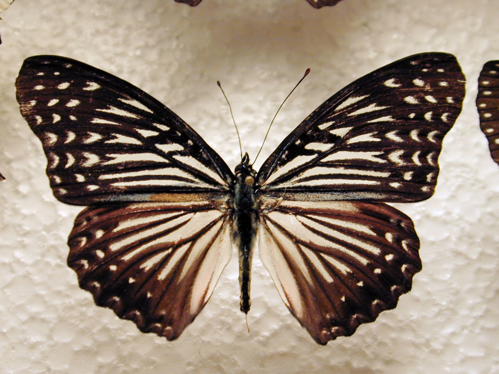 butterfly insect wing wings vein top white black zebra