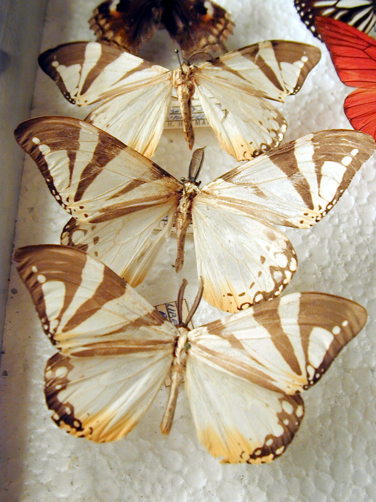 butterfly insect wing wings vein top white brown extincted collection butterflies insects beige