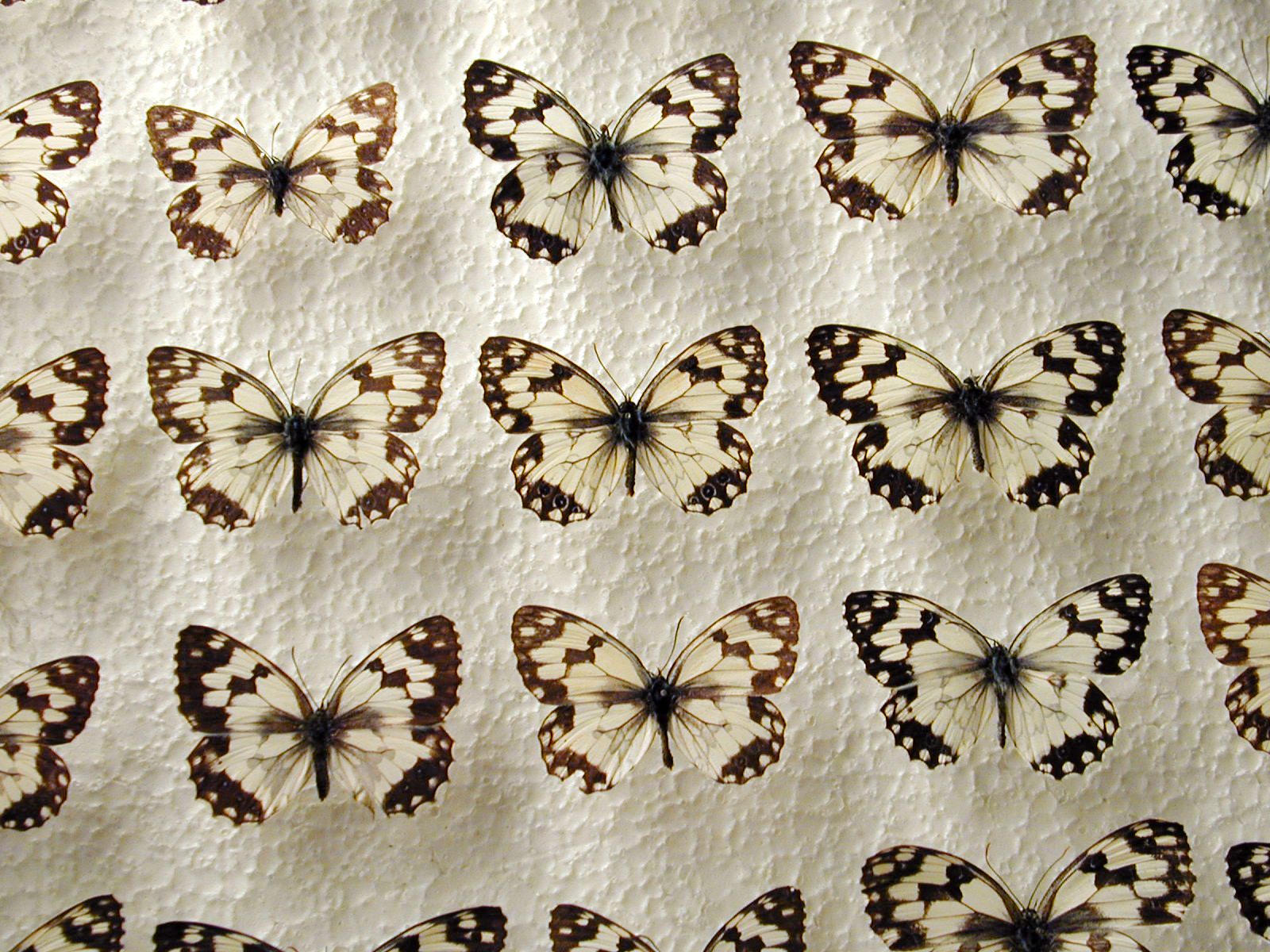 butterfly insect wing wings vein top white black butterflies insects collection plastic pattern texture