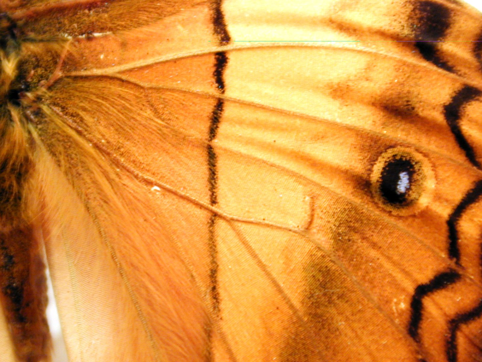 * insect butterfly wing brown orange vein macro top black