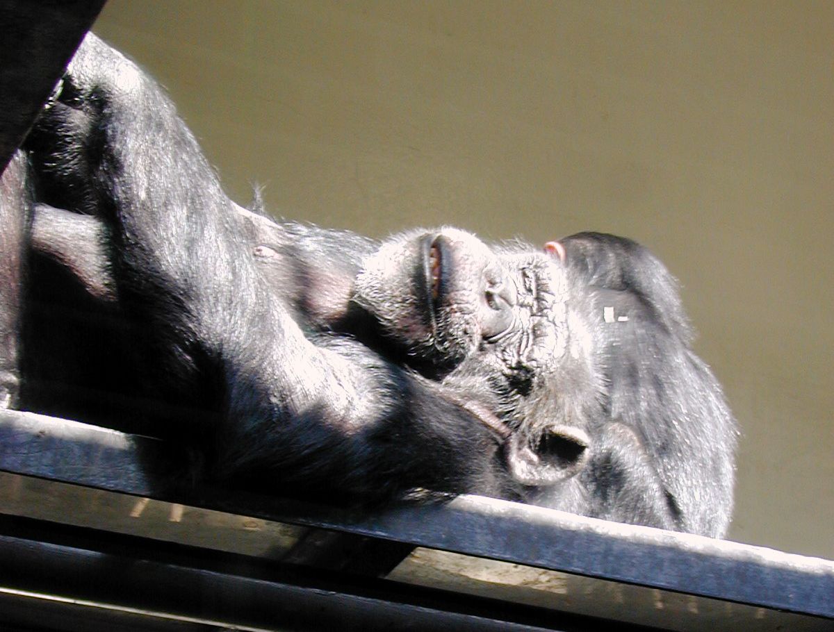 chimp animal zoo caged resting sleeping face grey fur images