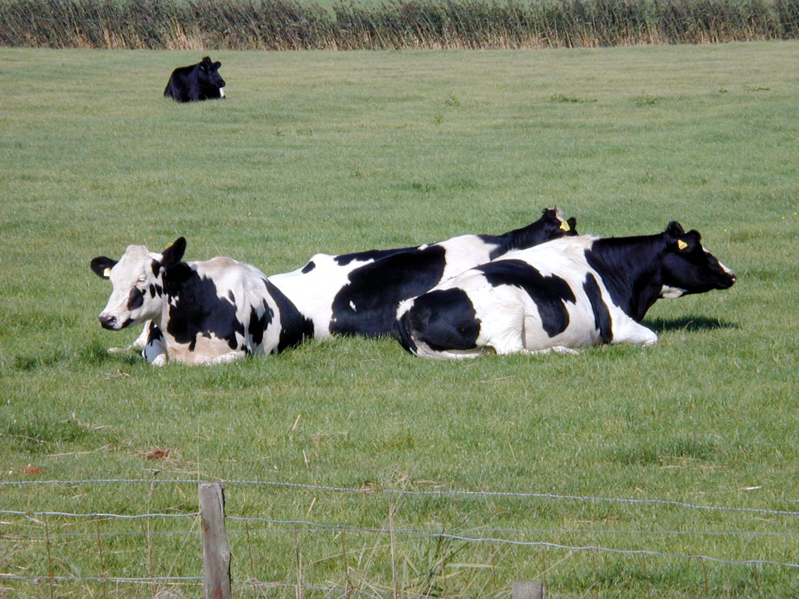 cows field black white grass fence group