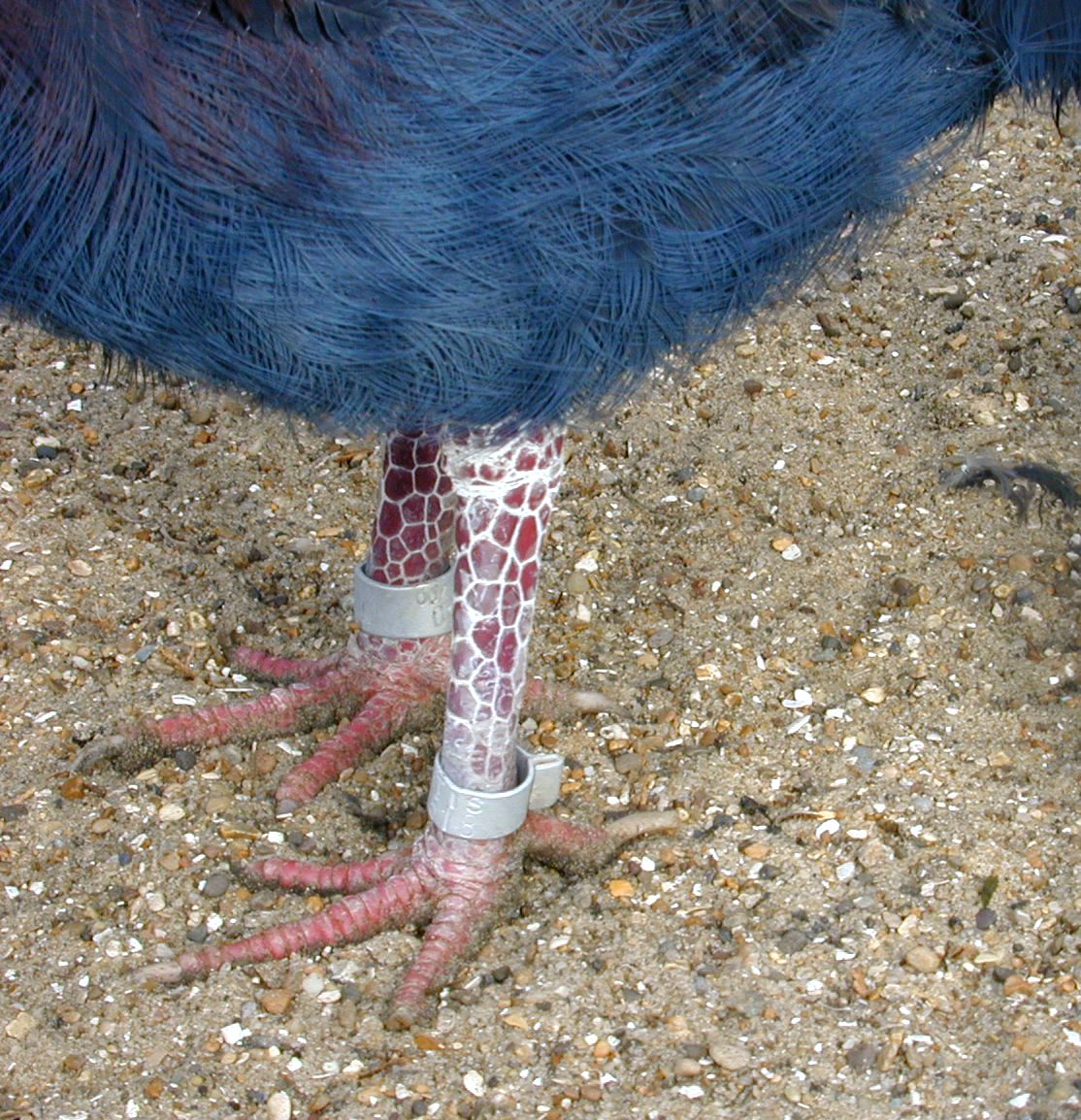 feet bird foot talons claws ring standing nails sand