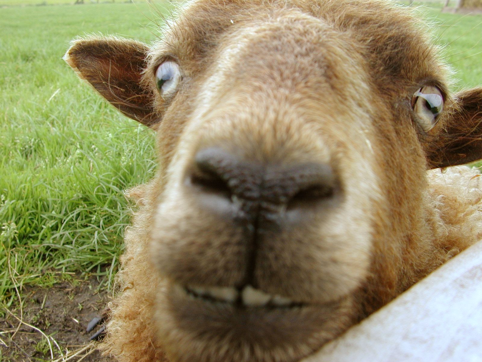 goat in your face sniffing eyes teeth curious