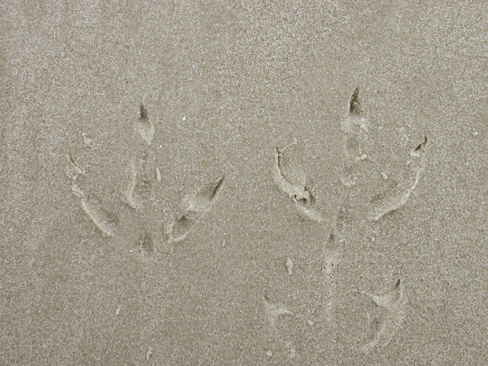 sand beach footprints birdprints prints foot feet ground texture wet