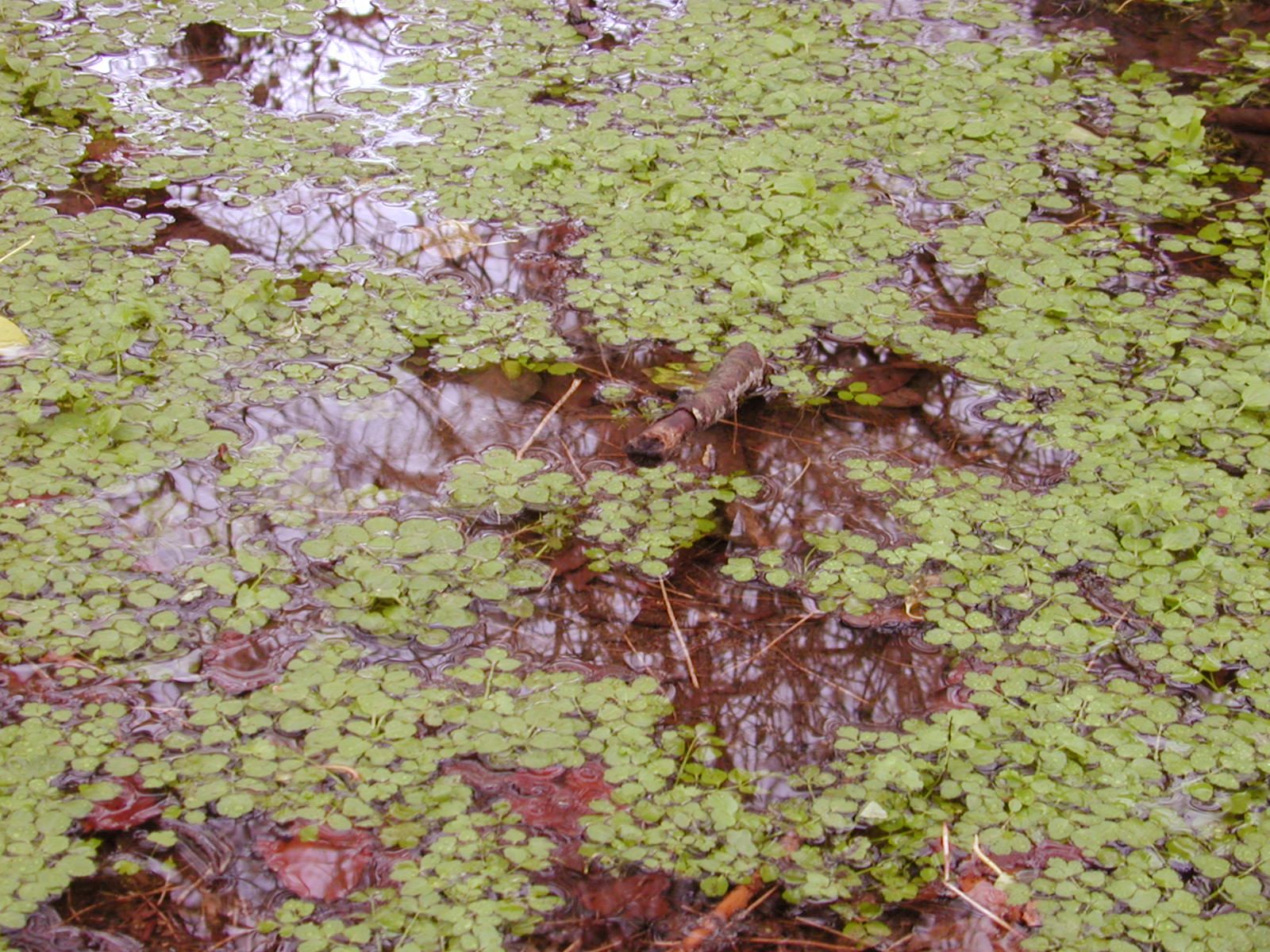 cress watercress pond float floating surface on the