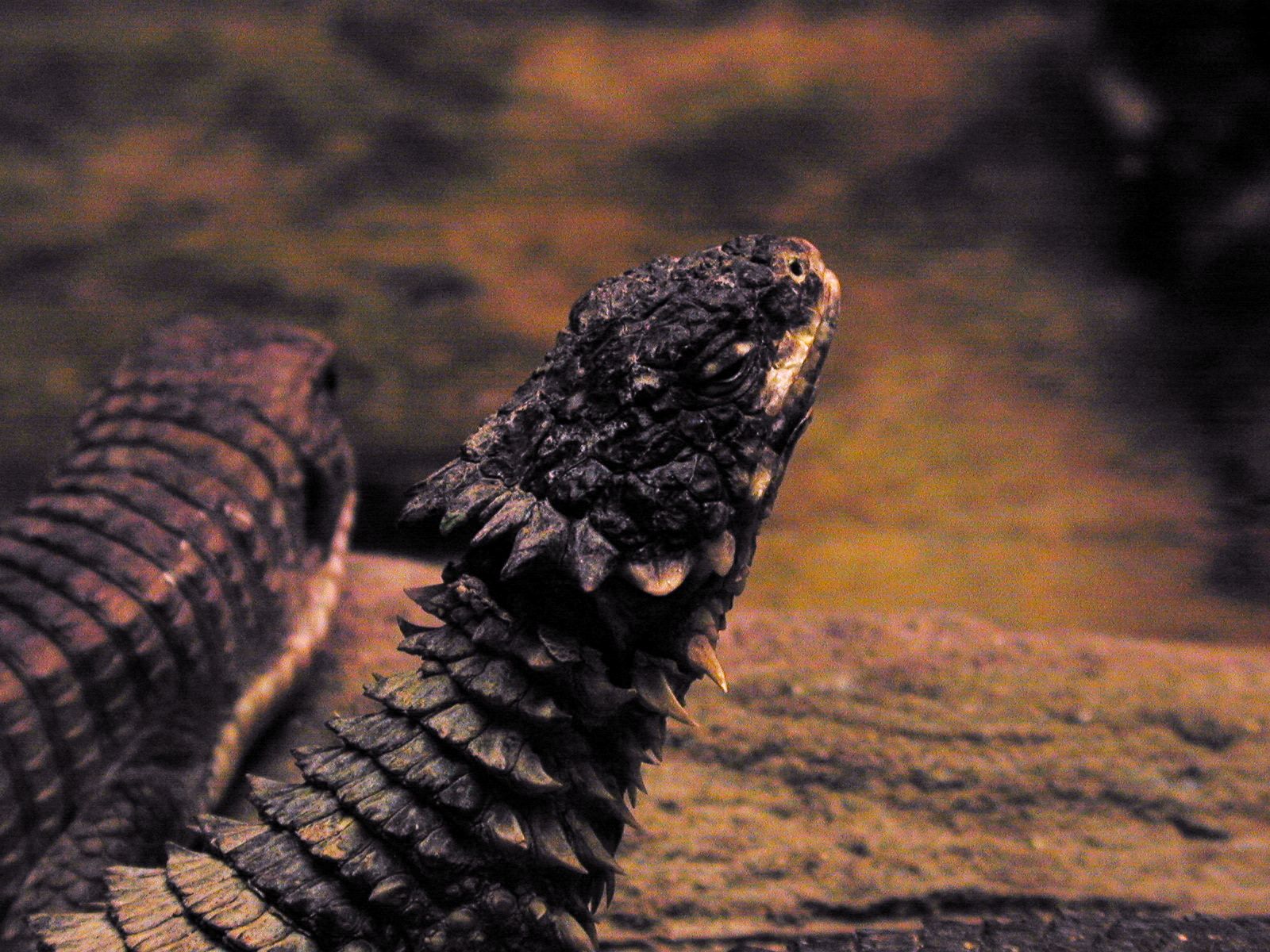 reptile face head scales blinking hi-res