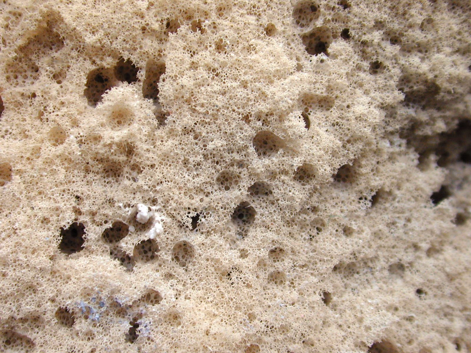 sponge fungus white soft holes