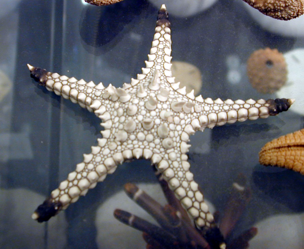 starfish sea coral star pattern