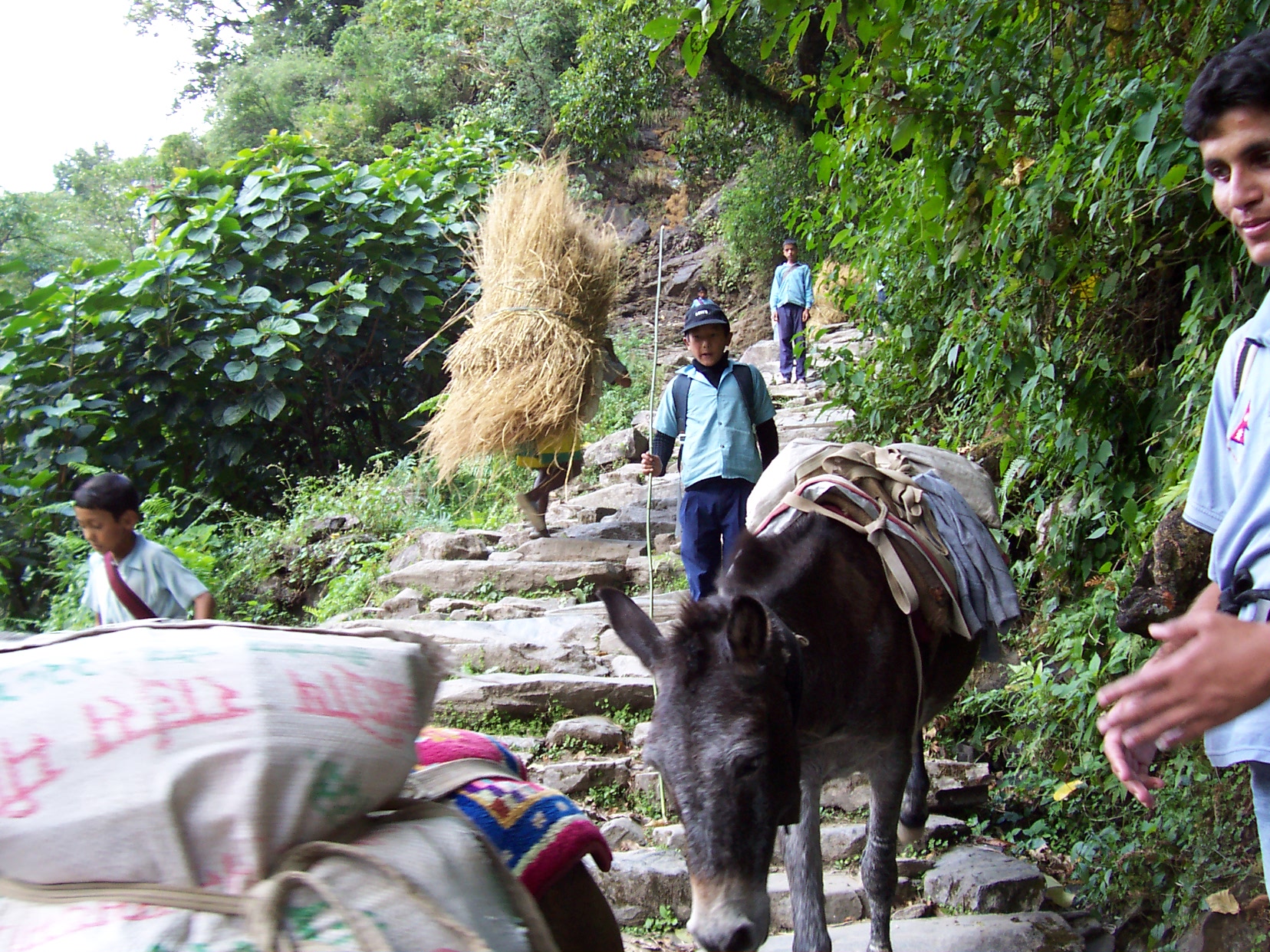 annet donkey mountain road hay people load