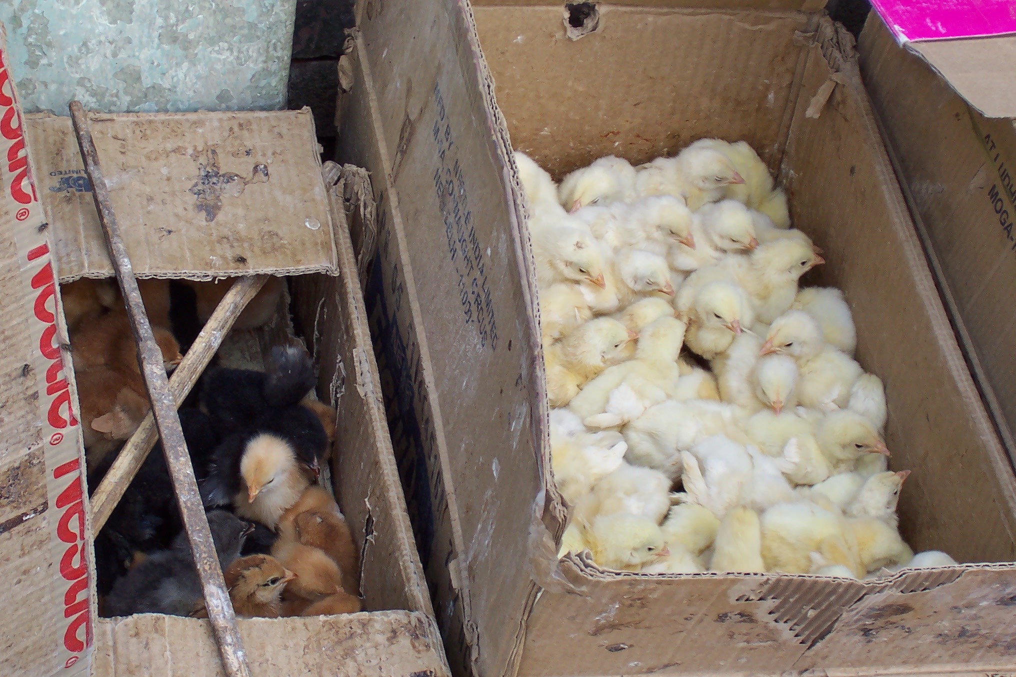 annet chicks young baby transport fluffy
