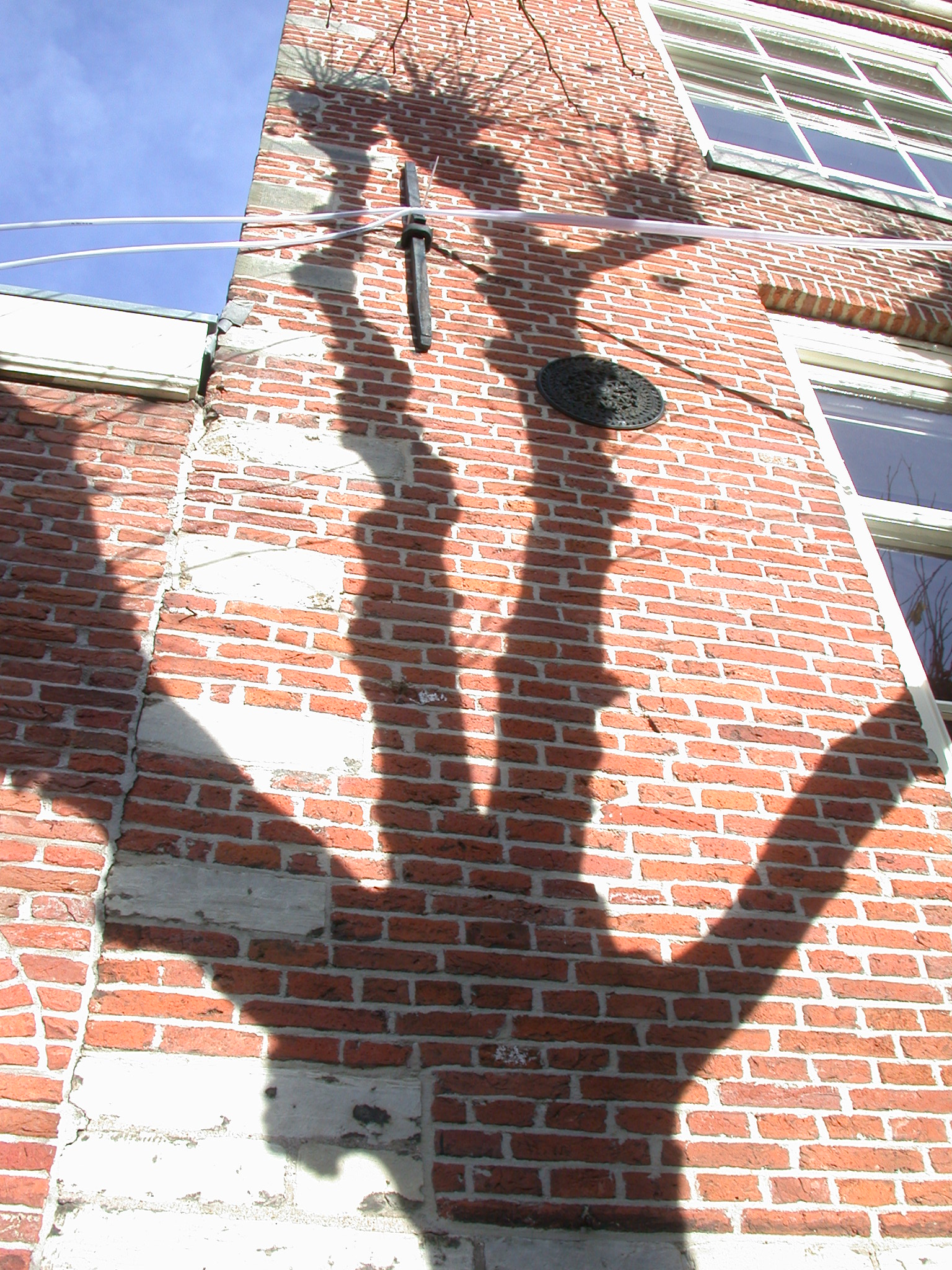 shadow of a tree on a house