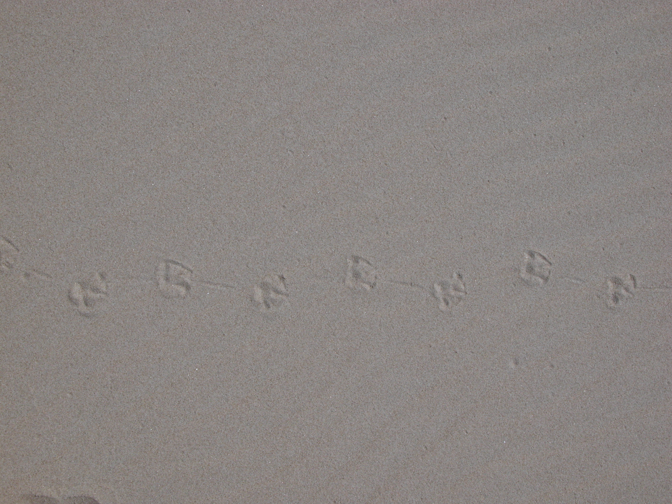nature texture sand beach foot footprint bird trail