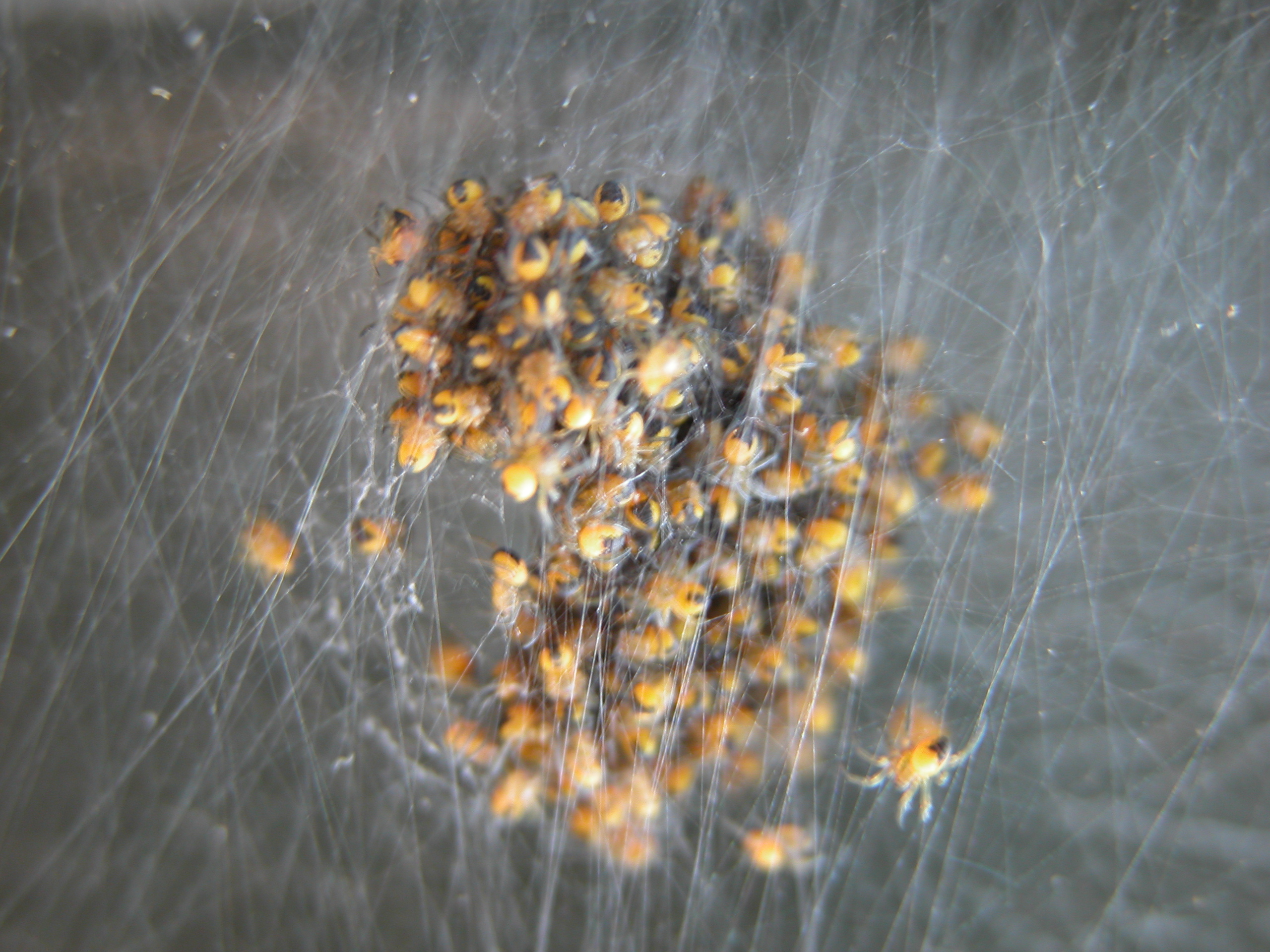 nature animals insects spider spiders babyspiders spiderweb spidersweb web