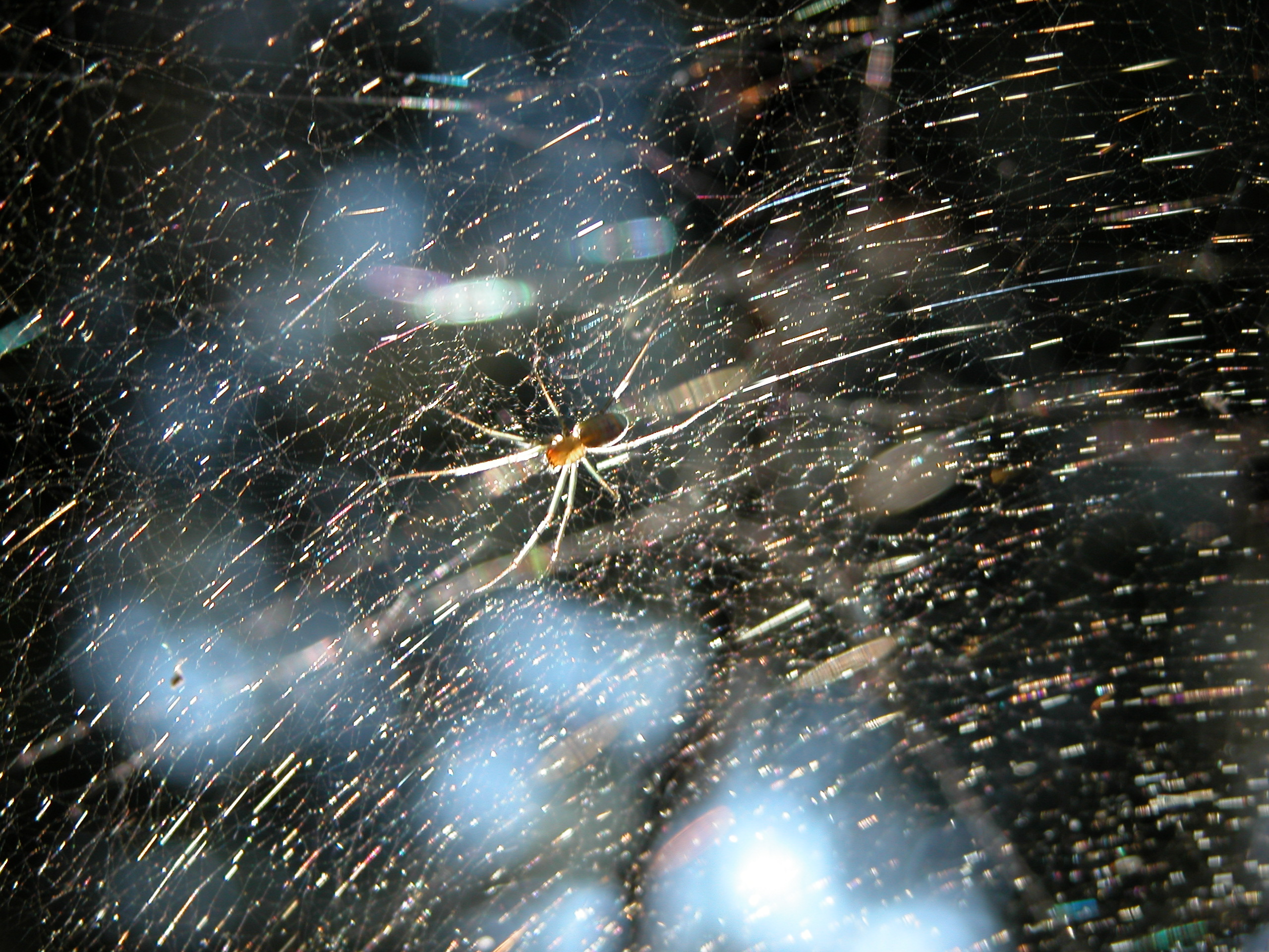 nature animals insects web cobweb spider spiderweb