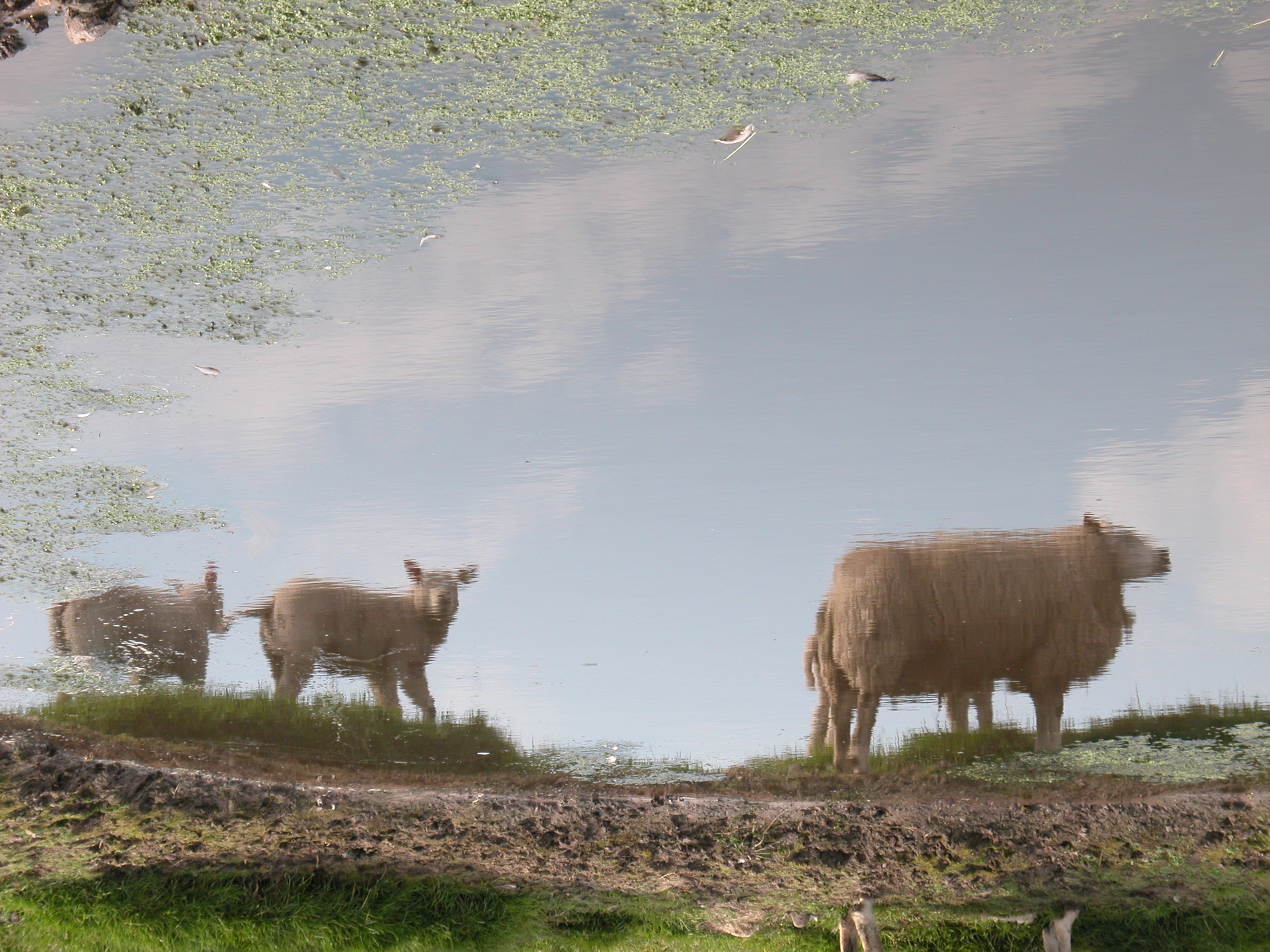 sheep animals whool whooly coat reflection in the water pool ripples textures