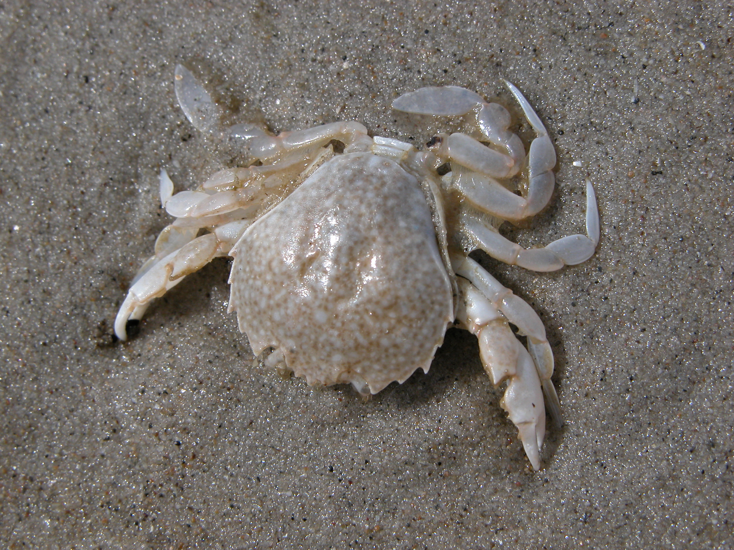 nature animals sea crab top dead sand beach