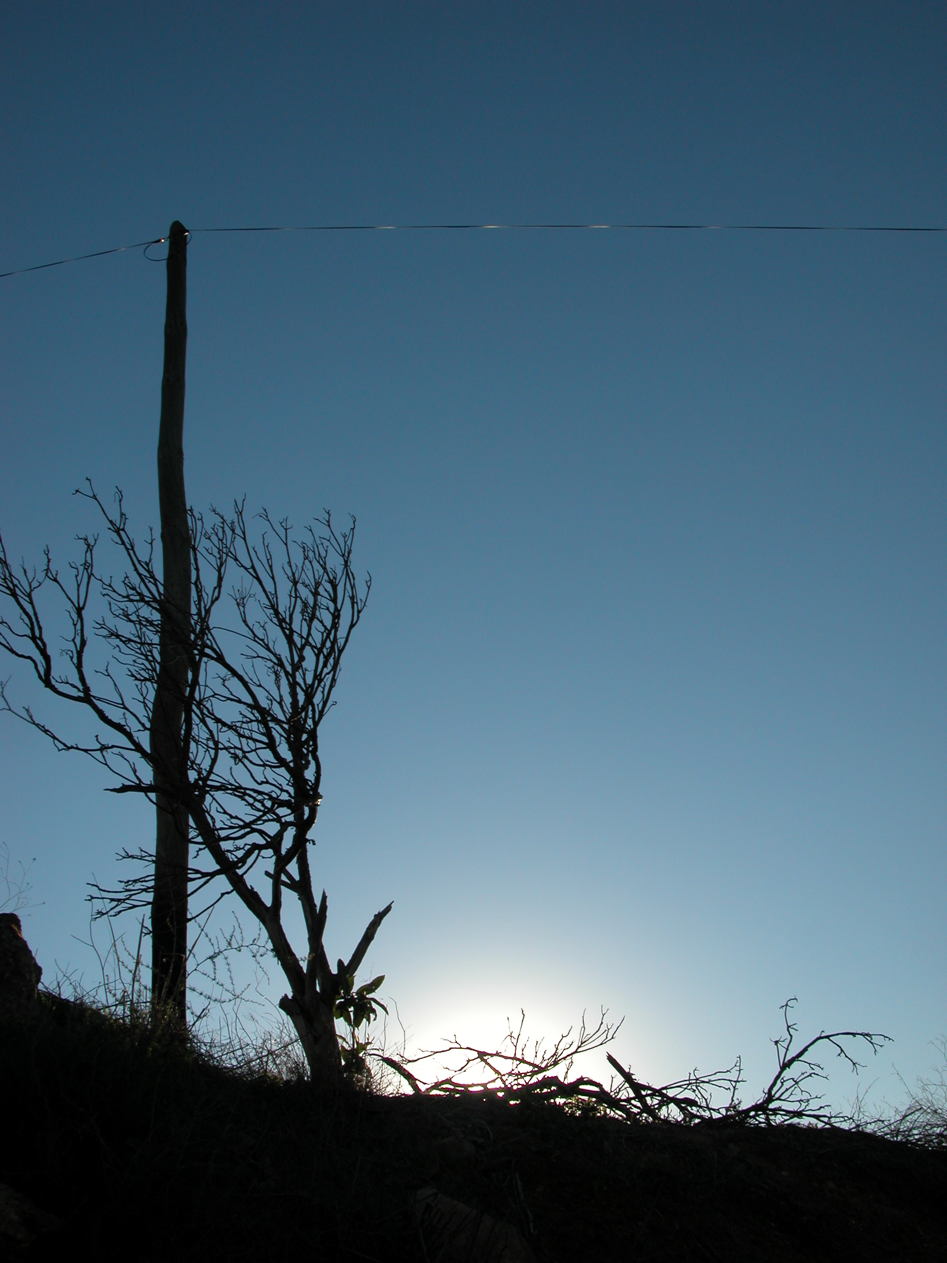 pole tree silhouette electricity power cable