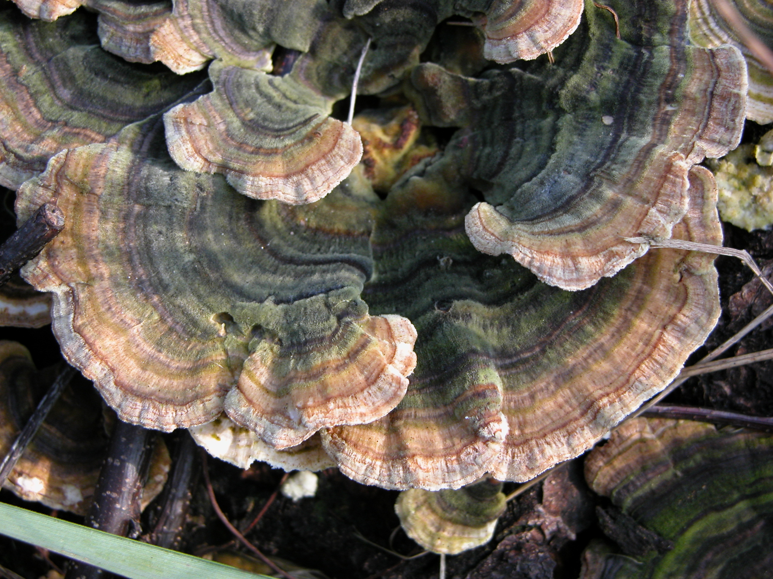 nature plants mushroom texture top