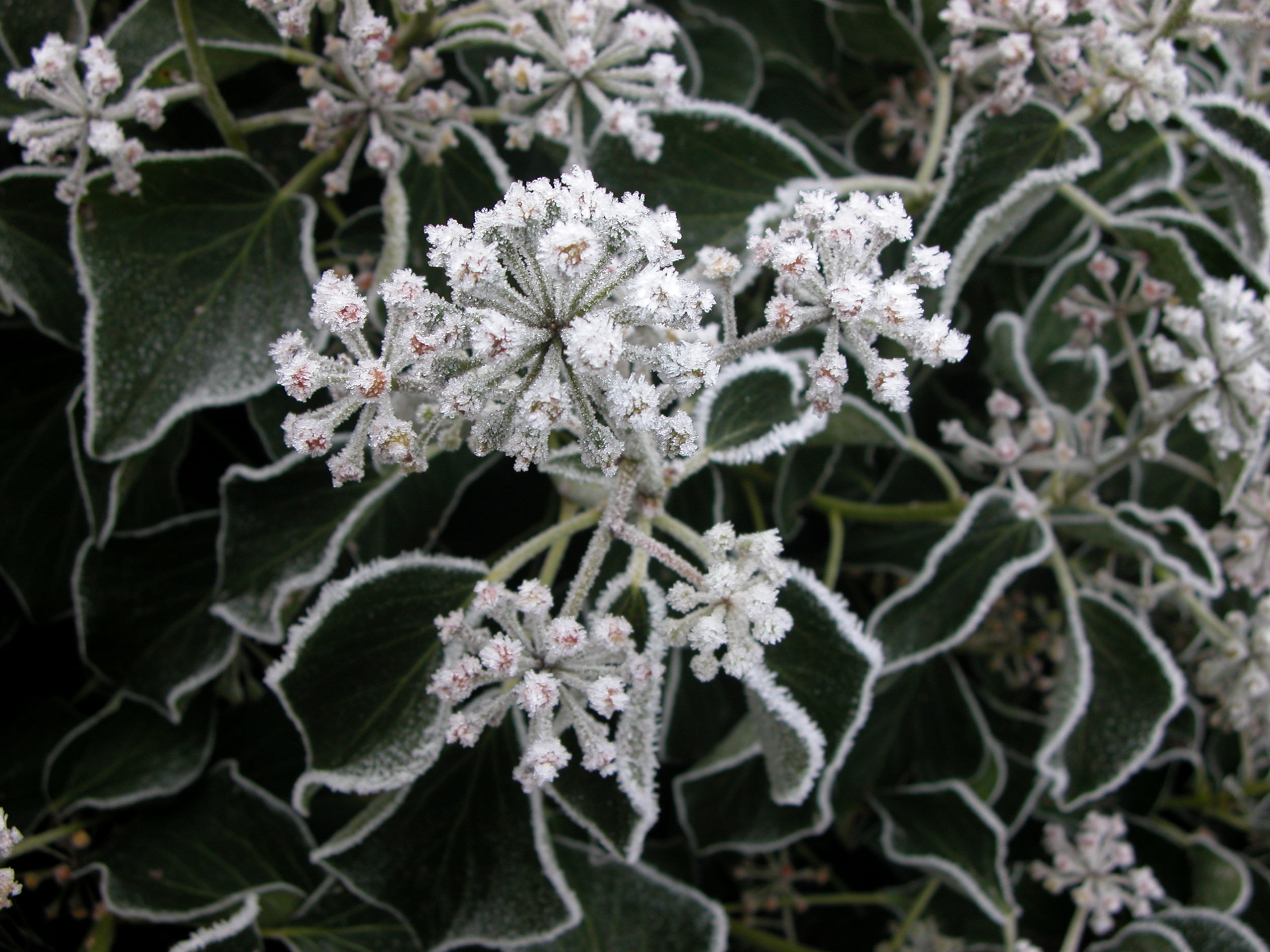 snow crystal crystalline ice frost frosty plant winter frozen