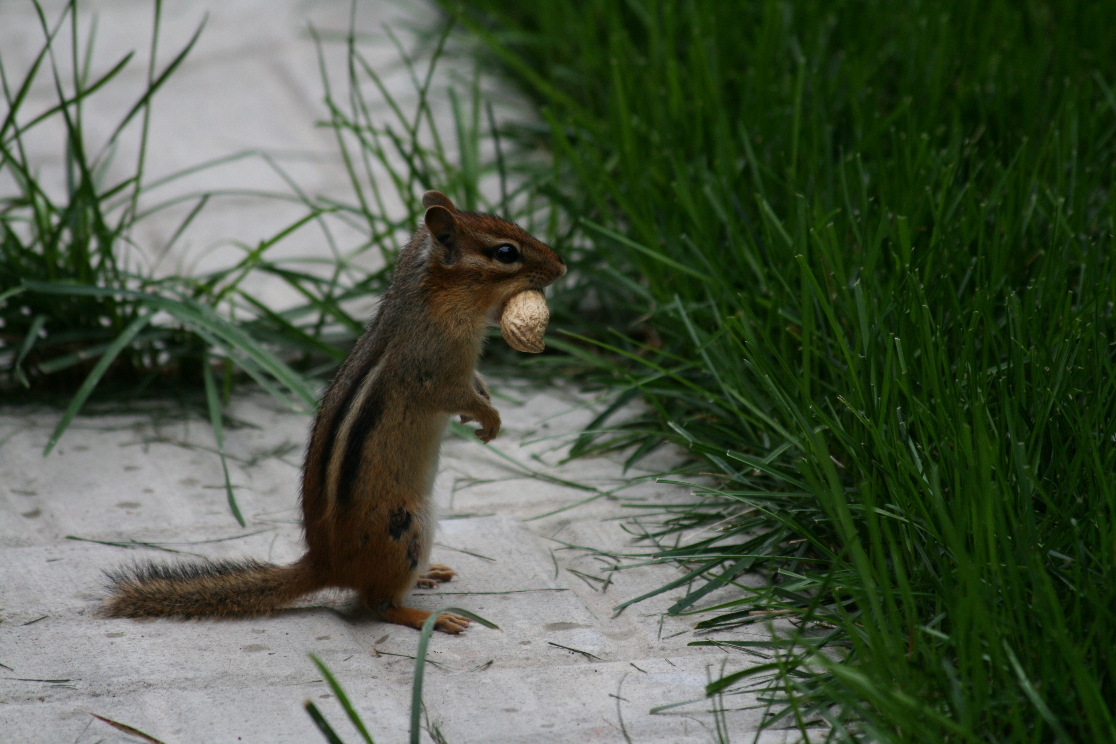 bozzit squirrel rodent red fur bushy tail nut mouth baby cute whiskers chipmunk