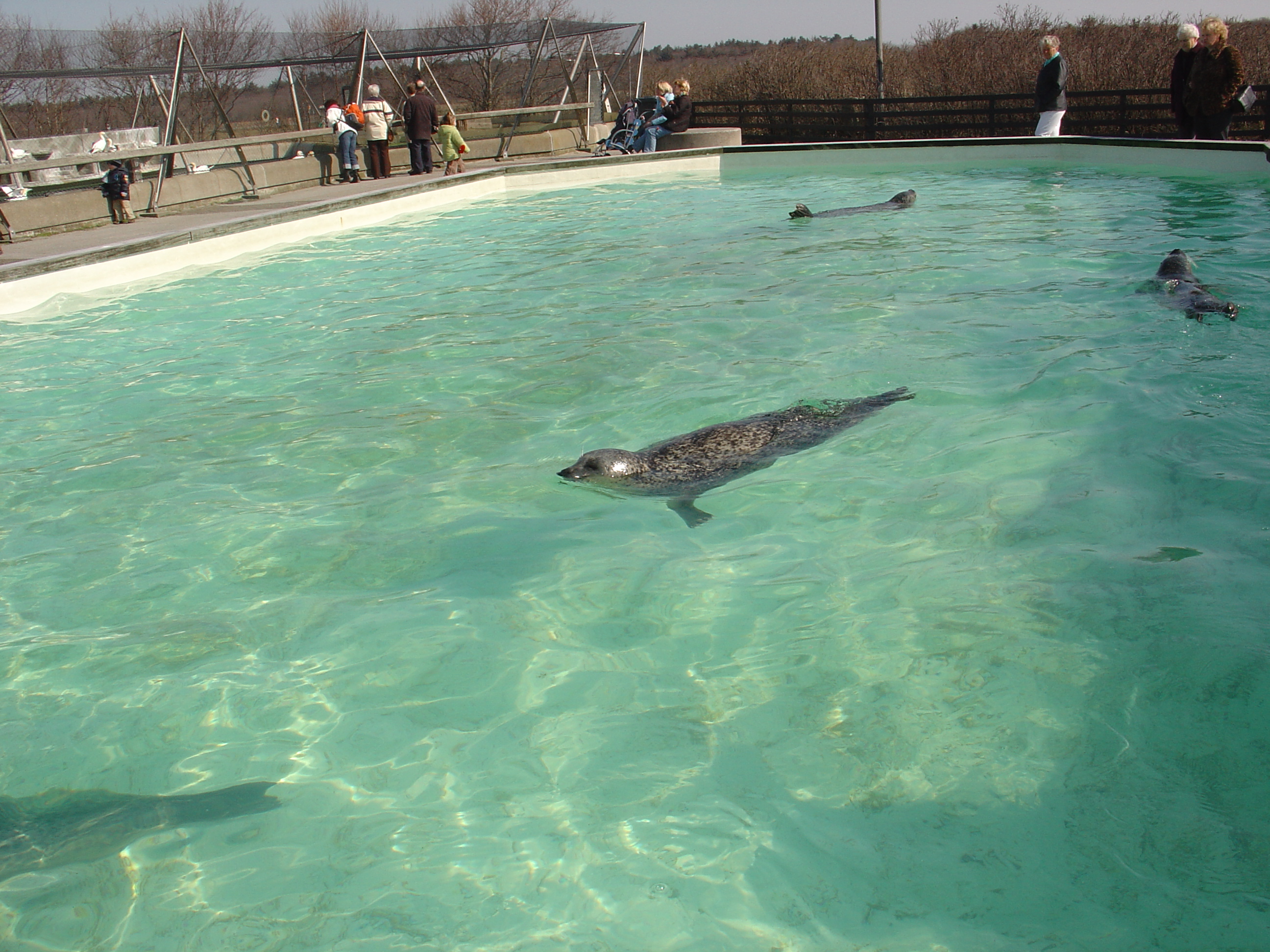 leonievdgulik seal ecomare texel seals swimming bath pool texture