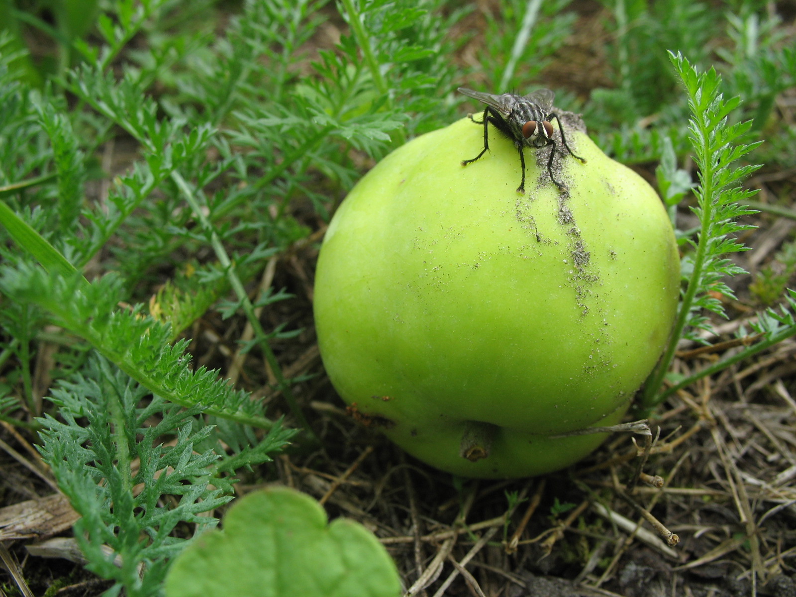 partyboy fly insect on aple green fruit