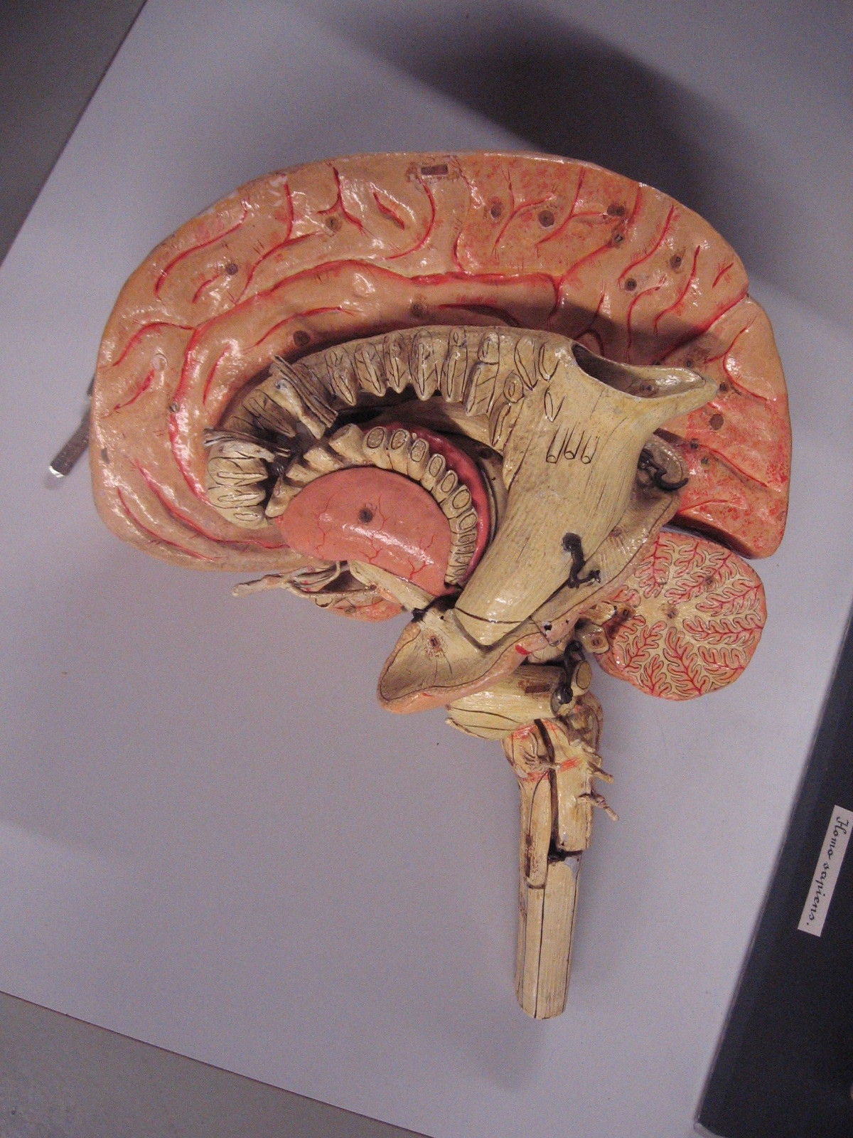 tekst_uitleg nature characters humanoids texture brain brainmodel wood wooden brains antique