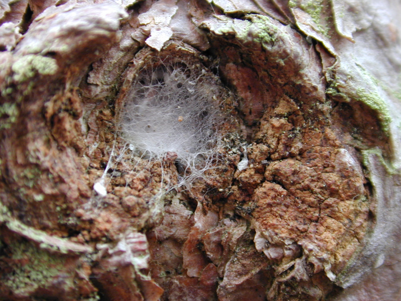 nature textures cobweb web spiderweb woods layer spiderslayer