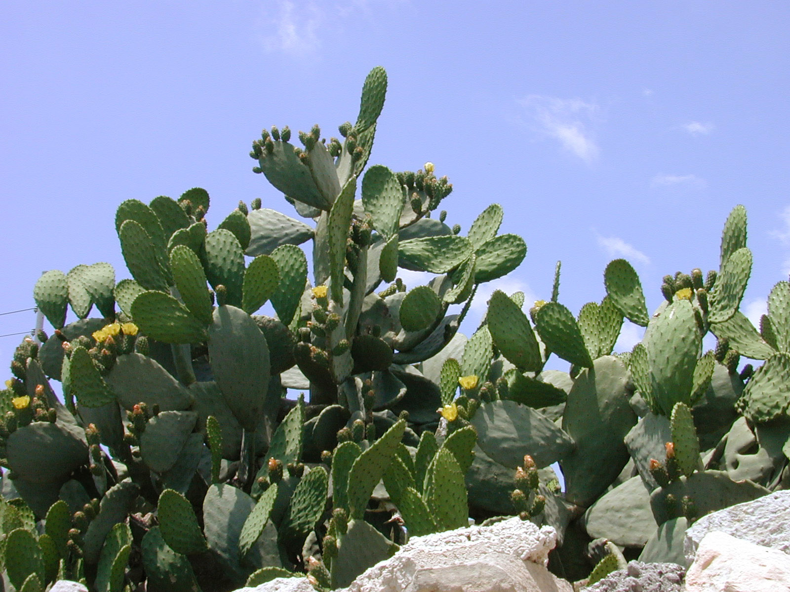 cactus cacti desert hot dry plant plants green warm images