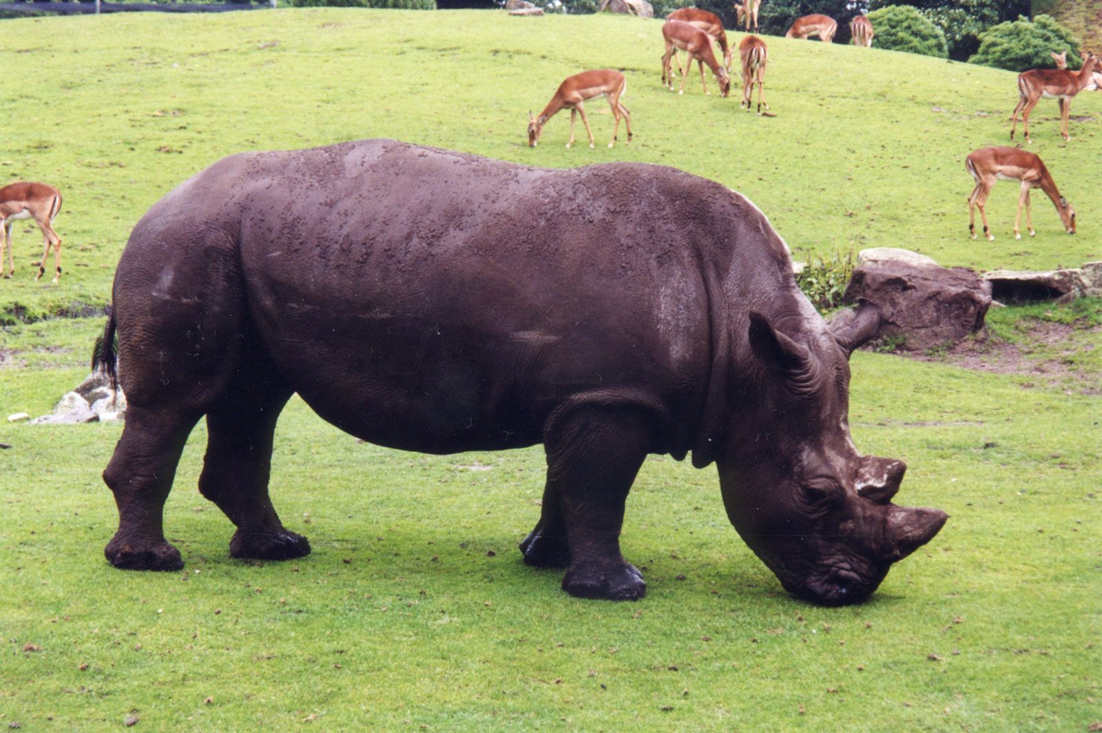 rhino rhinoceros mammal big huge heavy ton nose horn plating hard africa african zoo plain