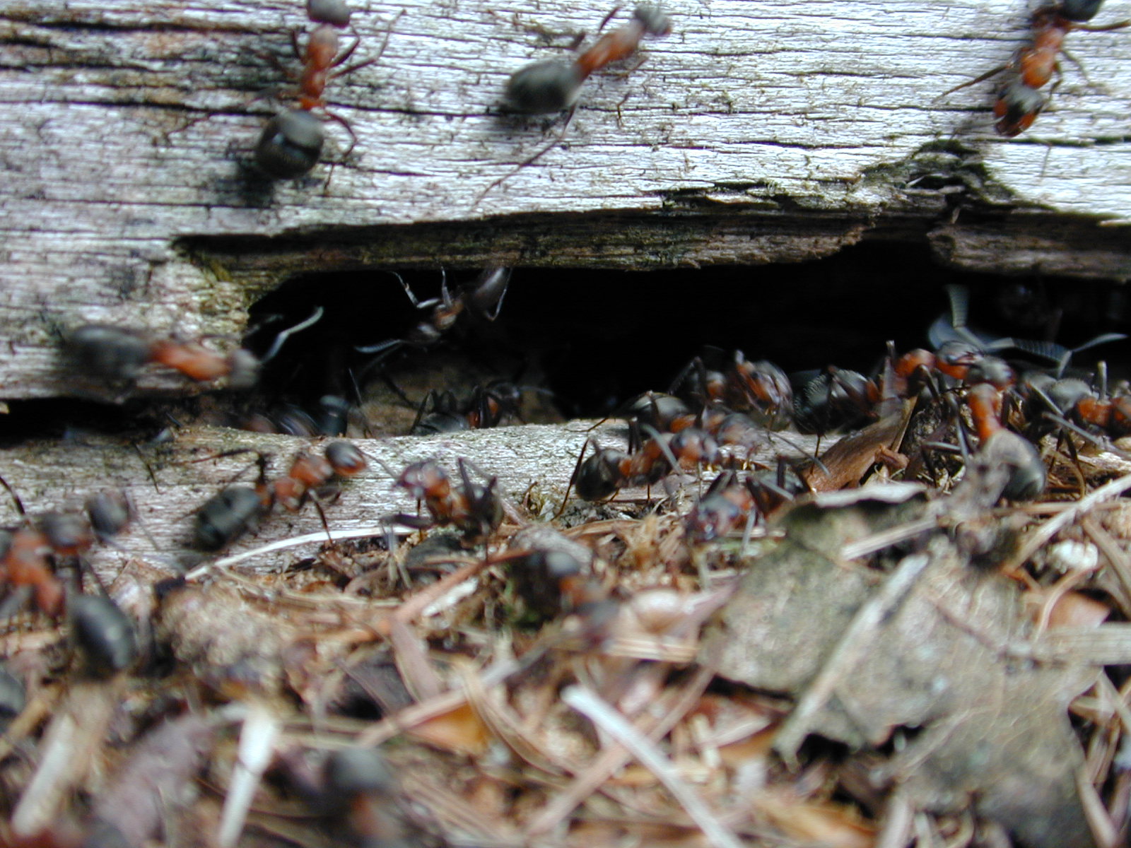 nature animals insects ant ants moving movement