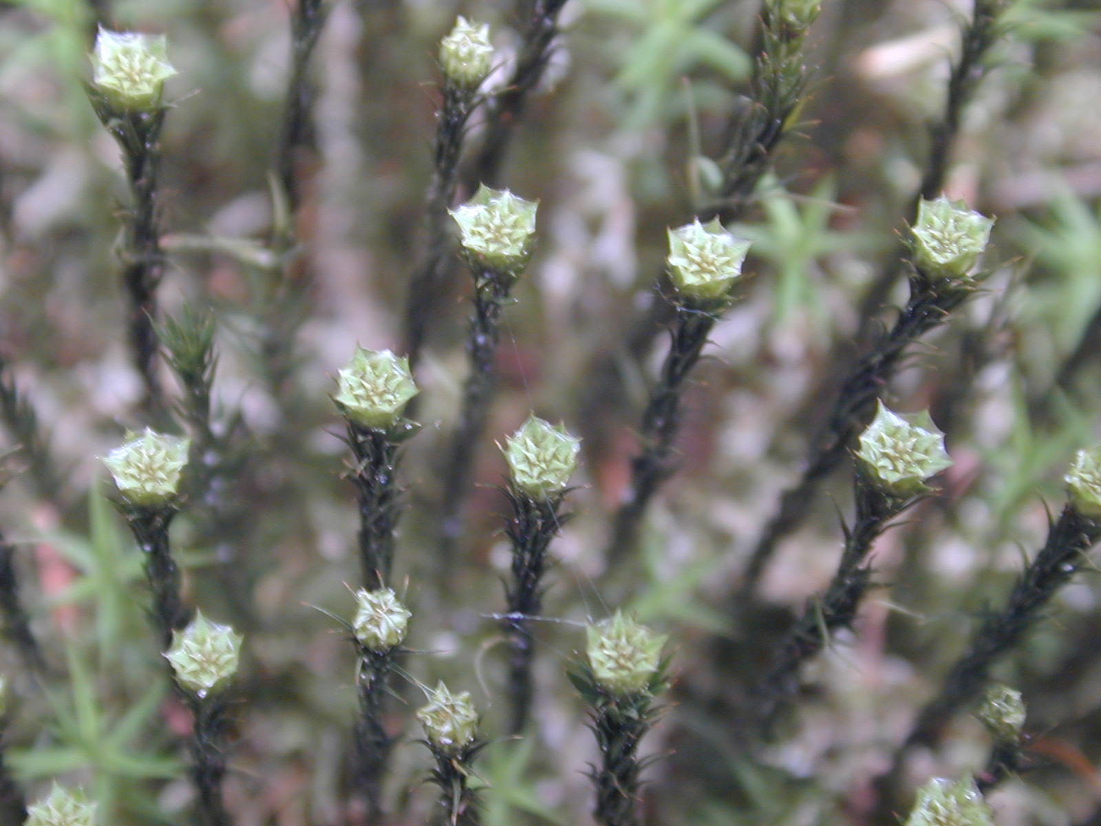 nature plants moss macro spikes spikey star stars