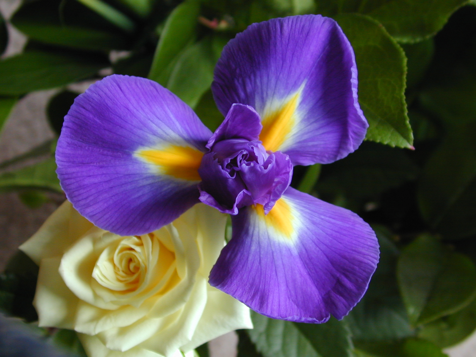 nature plants purple blue iris rose