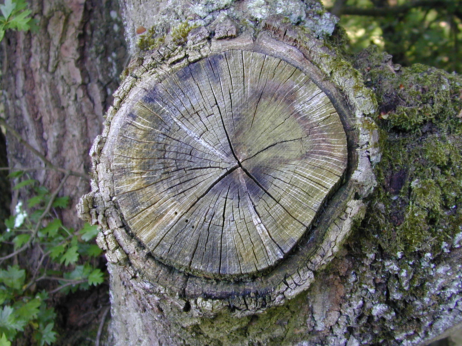 circkle branch tree nature wood texture yearrings rings bark cross star