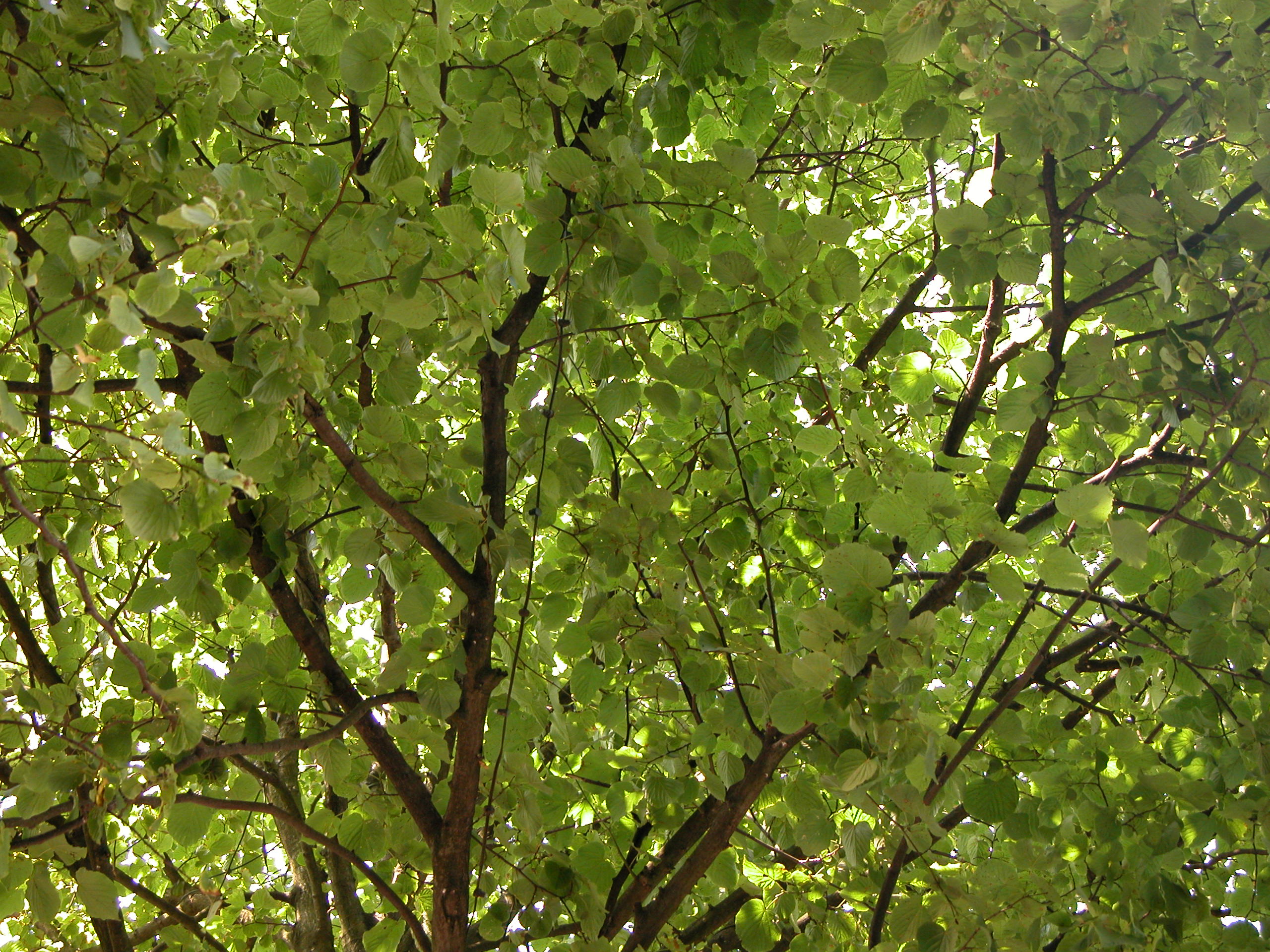 tree leaf leafs foliage green dense thick top tops branch branches