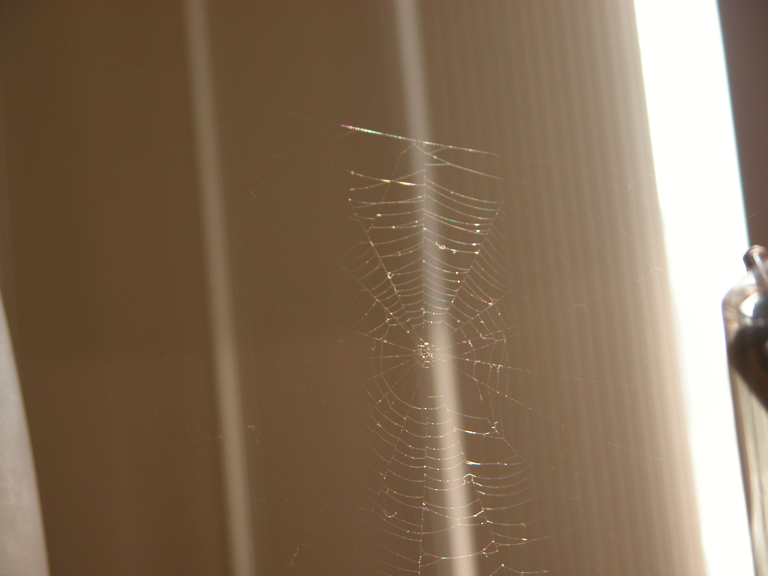spider web spiderweb spider-web webbing thread threads silk silken
